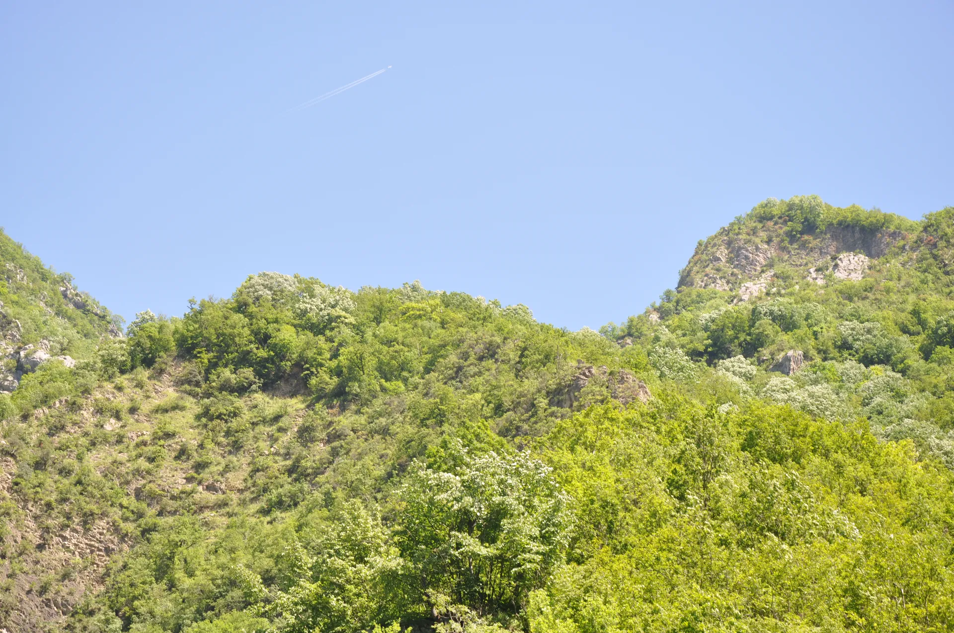 Dense Mediterranean pine forests clinging to the steep vertical slopes of the gorge.